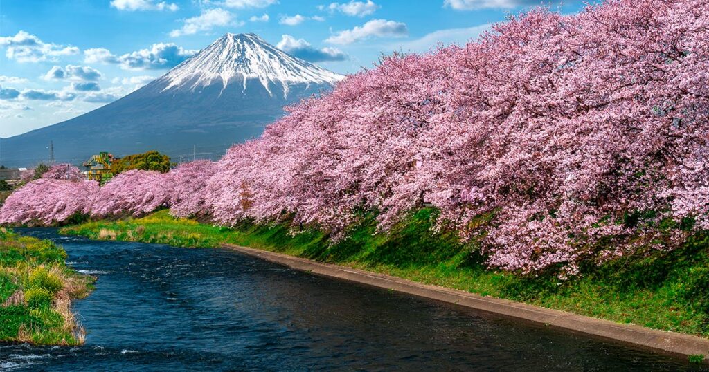 Florescer das cerejeiras em Shizuoka