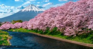 Florescer das cerejeiras em Shizuoka