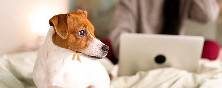 Quarentena obrigatória de 180 dias para o pet