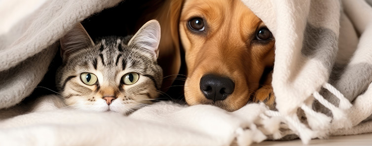 Levar cachorro ou gato para o Japão no inverno